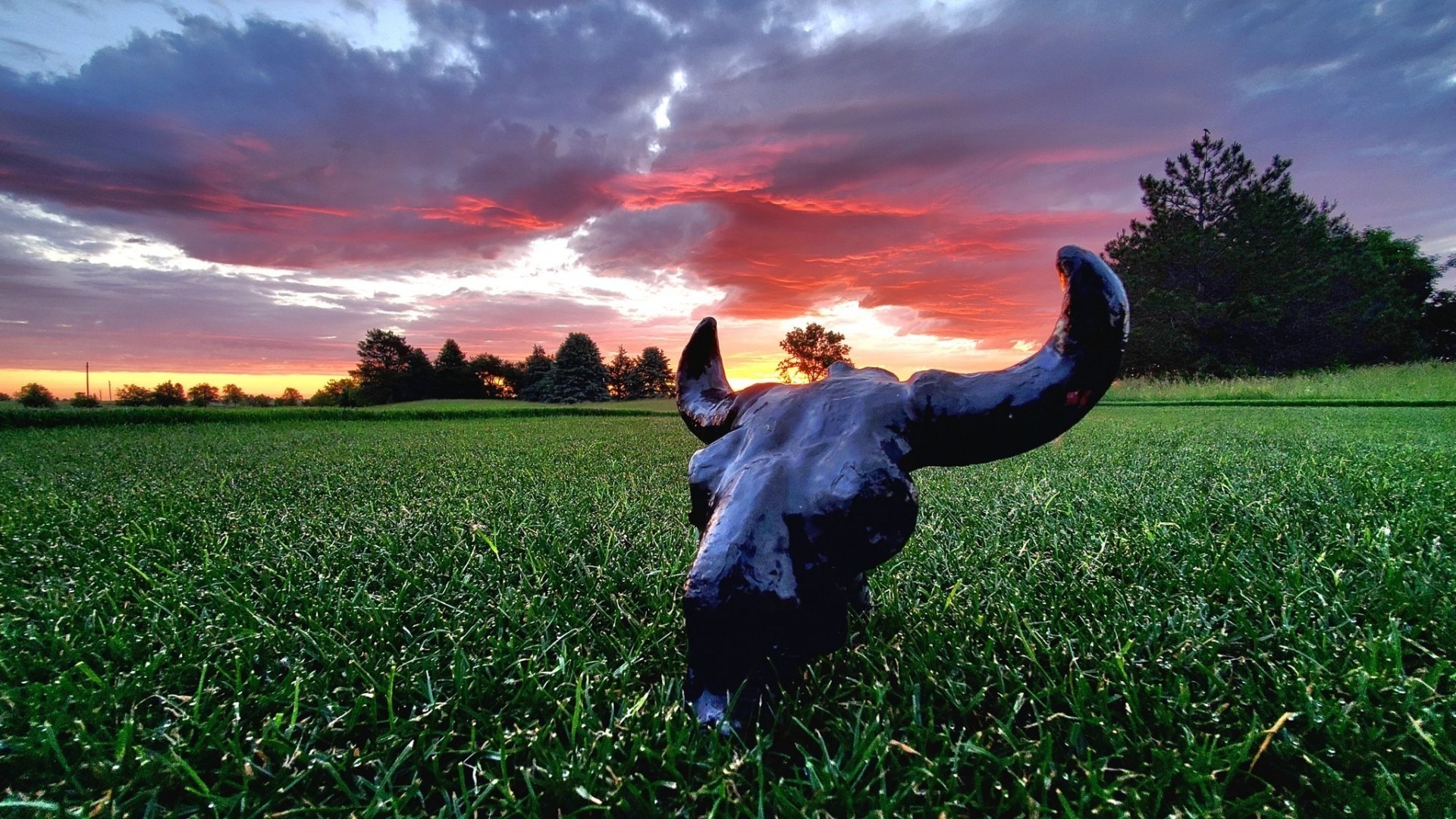 Image of cow skull sculpture with colorful sunset in background.